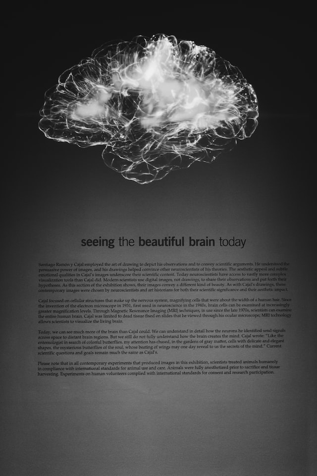 article about the work of brain