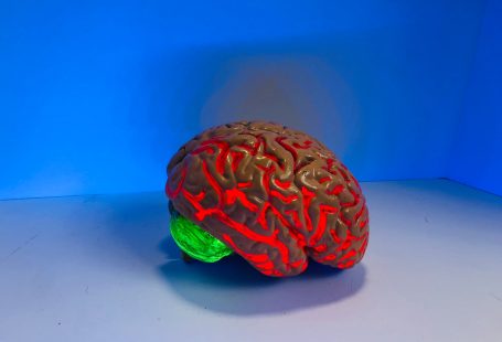 brain model on the table